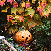 安曇野ハーブ＆ローズガーデンもあちらこちらハロウィーンの飾りで彩られています。ジャックオーランタンなどハロウィーンの仲間たちを探してみてください