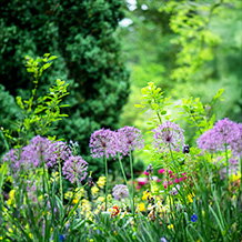 暑い日が続いていますが、夏の花々が元気いっぱいに咲きほこっています。色とりどりの花の競演をお楽しみください